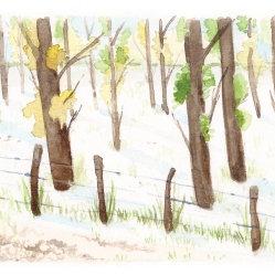 february : cottonwoods
