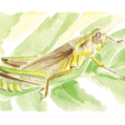 june : grasshopper